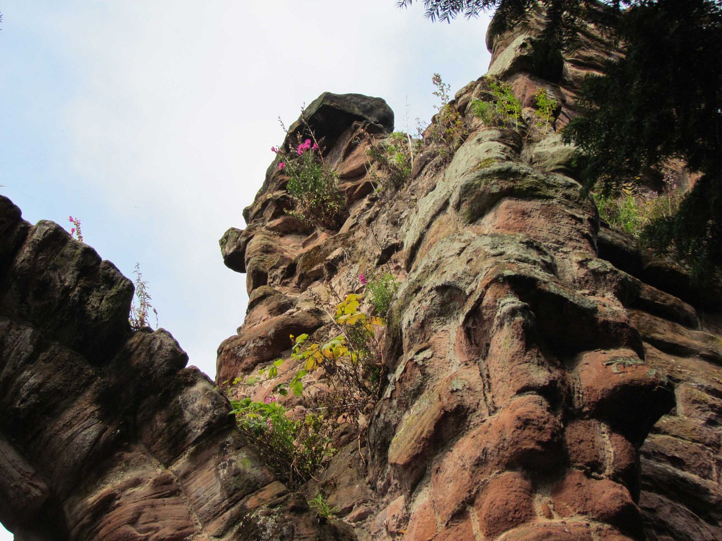 flowers growing in the ruins