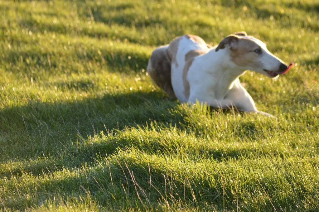 DSC_0243-1.jpg