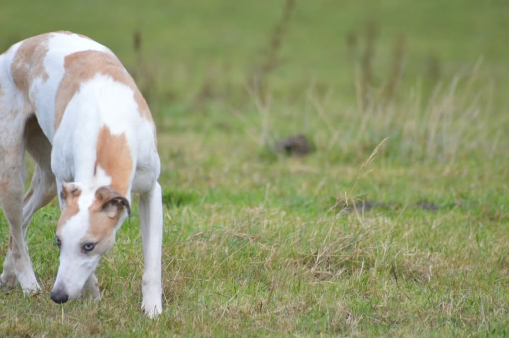 DSC_0266.jpg