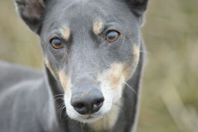 storage_emulated_0_Nikon_WU_Card_D131120