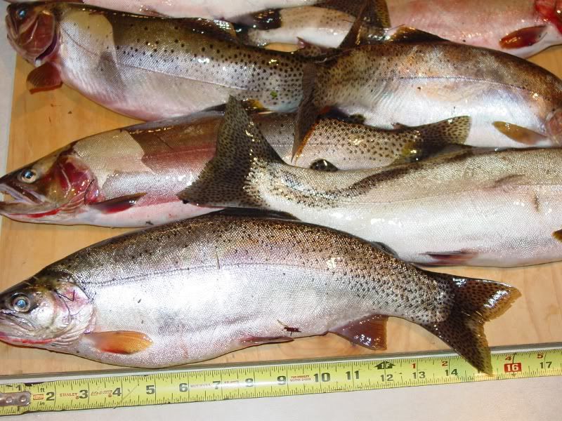 trout fishing information
