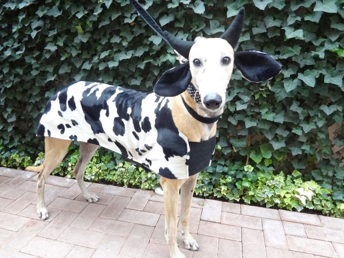 Greyhound Halloween Costumes Page 2 Cute and Funny things Greyhounds do Greytalk Page 2