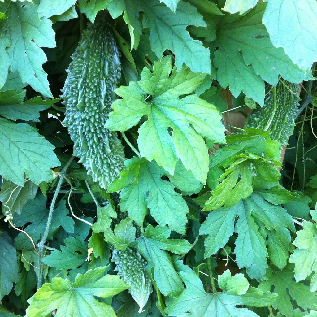 rare-indian-bitter-melon-seeds-kerela-bitter-gourd-seeds-5-seeds-ebay