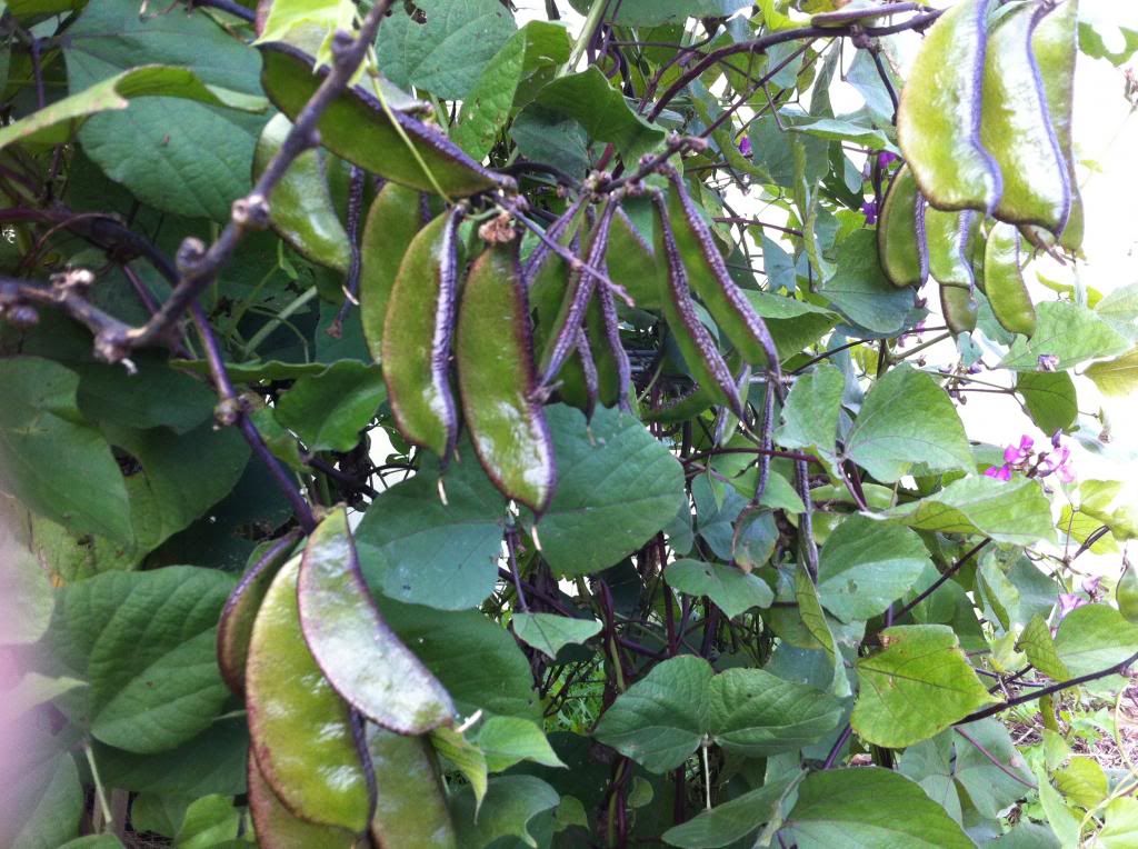 Egyptian+Bean+Plant Hyacinth Bean, Indian Bean, Lablab Bean, Egyptian bean, Njahi - 10 ...