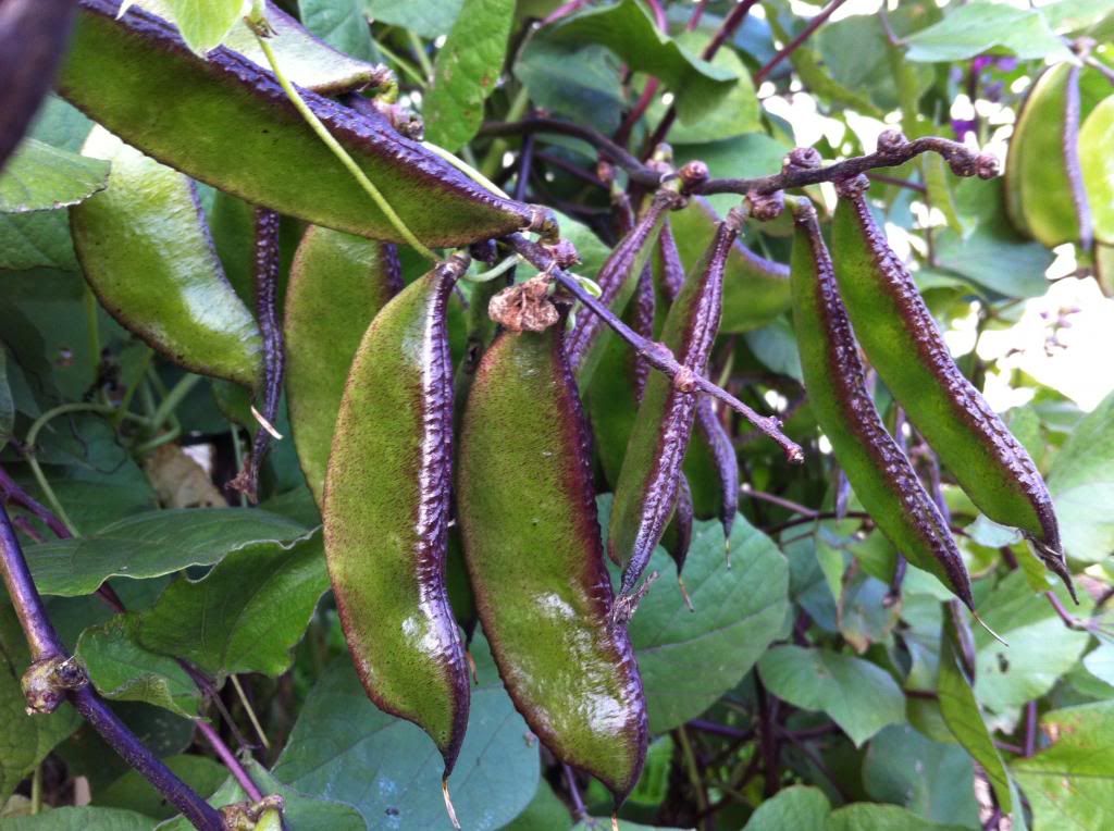 Egyptian+Bean+Plant Hyacinth Bean, Indian Bean, Lablab Bean, Egyptian bean, Njahi - 10 ...