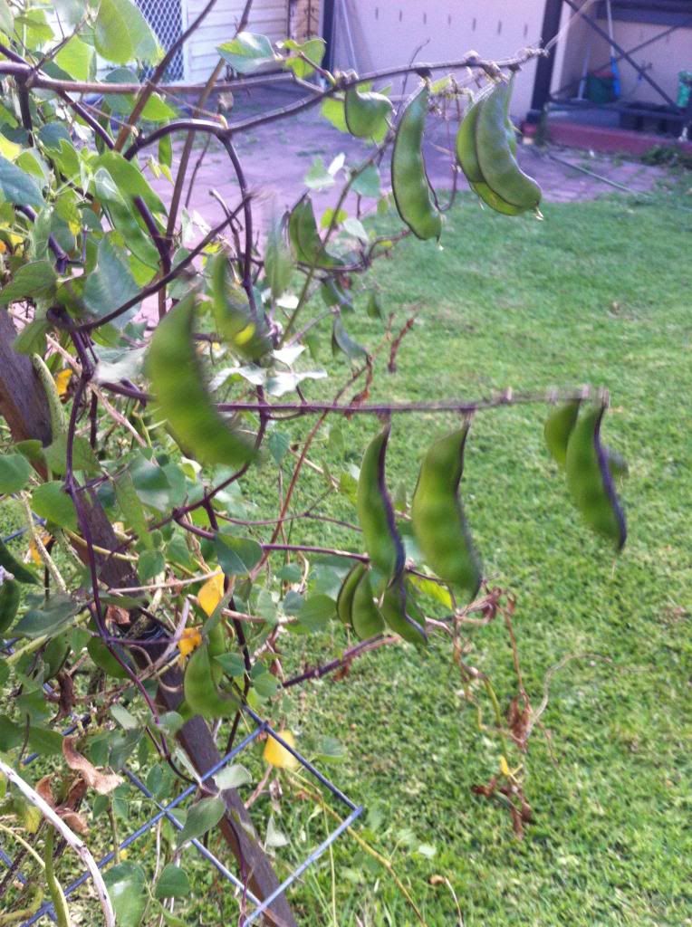 Egyptian+Bean+Plant Hyacinth Bean, Indian Bean, Lablab Bean, Egyptian bean, Njahi - 10 ...