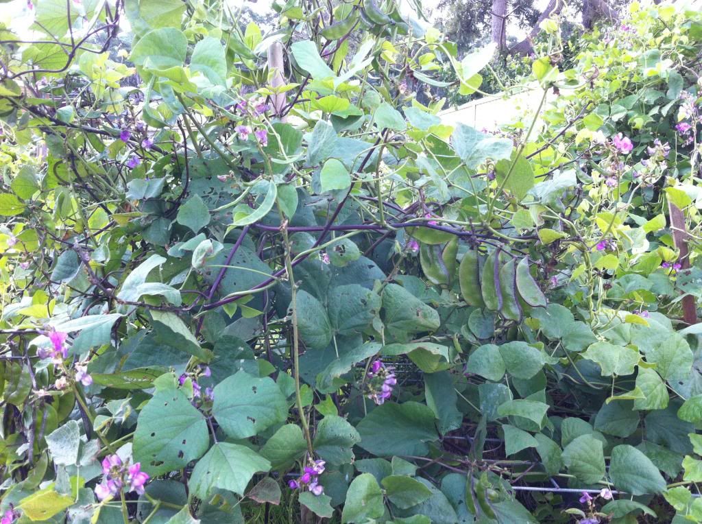 Egyptian+Bean+Plant Hyacinth Bean, Indian Bean, Lablab Bean, Egyptian bean, Njahi - 10 ...