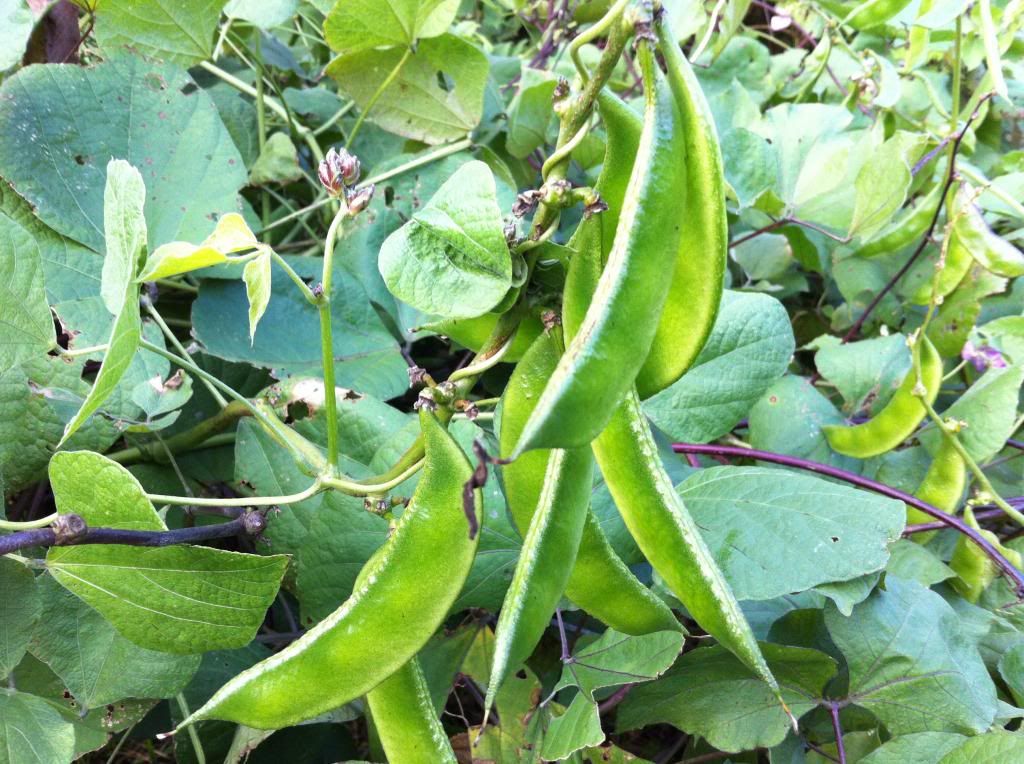 Egyptian+Bean+Plant Hyacinth Bean Indian Bean Lablab Bean Egyptian Bean Njahi 10 Seeds ...