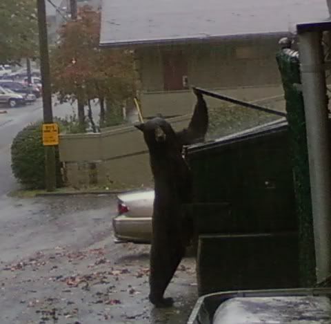 funny bear. Funny Bear Pic/ Gatlinburg