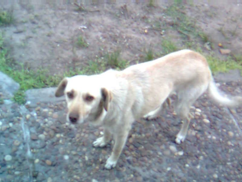 Buscando casa para Camila!!! Buscando casa para Camila!!!