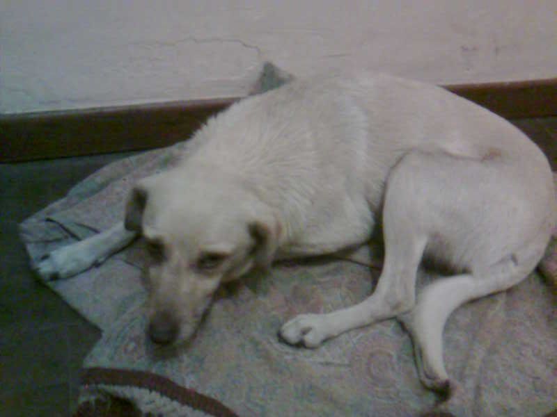 mascota mascota