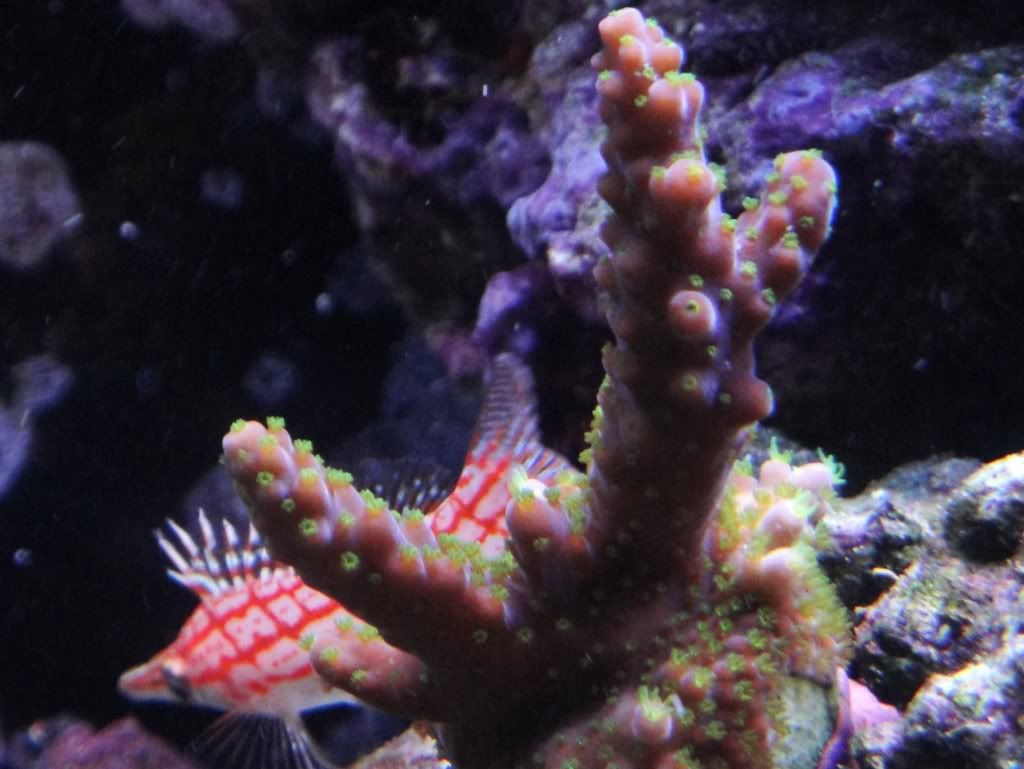 Korallvktare.jpg
