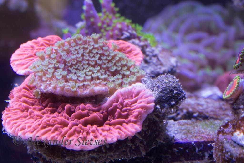 Multimontipora.jpg~original