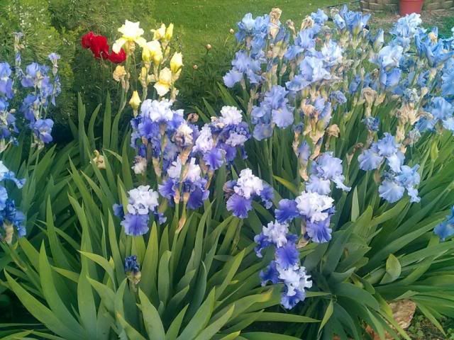 Iris Bed by Garden (June 2012) photo IMAG0329_zps00f26110.jpg