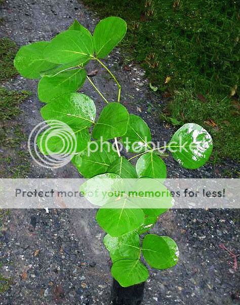 You are watching Rare plants of Thailand name Butea monosperma (Lam