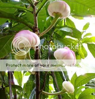 You are watching exact plant of Gustavia gracillima Miers. Heaven