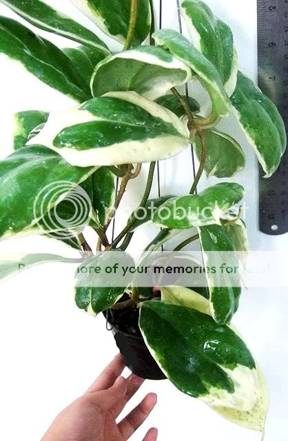 You are watching exact plant of Hoya incrassata cv.albomarginata Large 