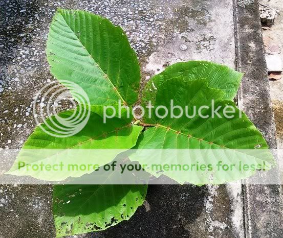 Hathikana Plant Leea Macrophylla Huge Leaf 1 Plant