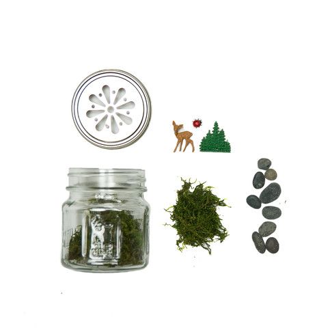 Acme DIY terrarium kits | Cool Mom Picks