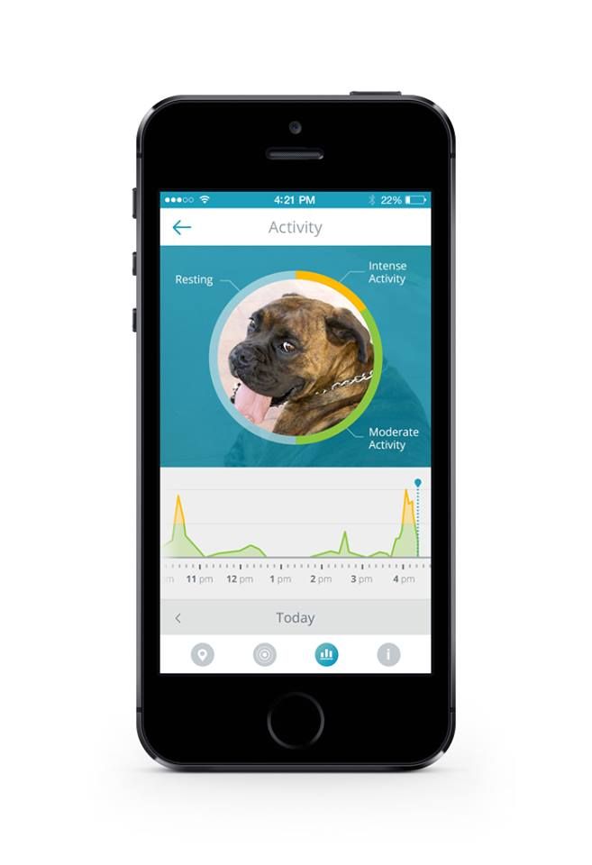 Findster app and pet tracking view | Cool Mom Tech
