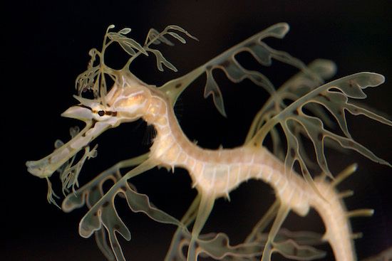 Kid Friendly Chicago Activities: Leafy Seadragons at Shedd Aquarium