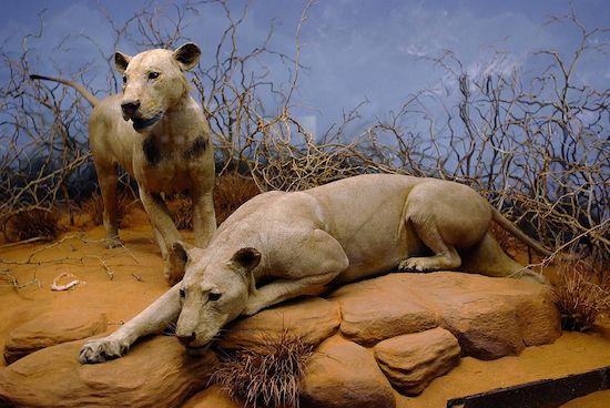 Kid Friendly Chicago Activities: Lions of Tsavo at the Field Museum, Chicago
