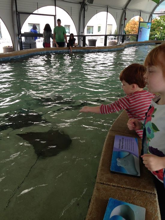 Kid Friendly Chicago Activities: Stingray Touch at Shedd Aquarium