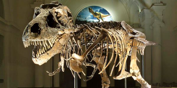 Kid Friendly Chicago Activities: The Field Museum, Chicago
