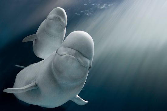 Kid Friendly Chicago Activities: Beluga whales at Shedd Aquarium