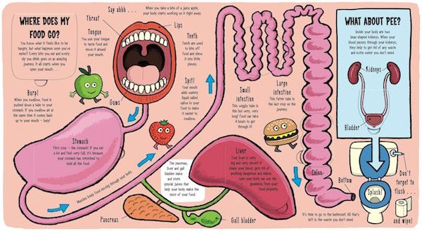 The digestive system, according to My Amazing Body by Ruth Martin and Allen Sanders