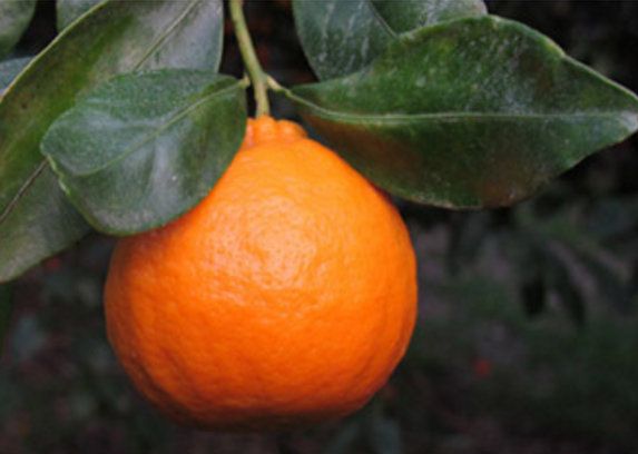 Ojai Pixie Tangerines from Churchill Orchard | Best food gifts