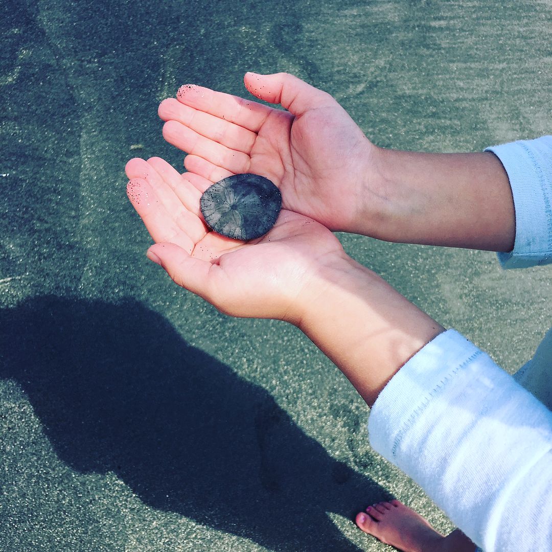 Budget family travel tips: Don't spend money on pricey souvenirs. The free ones are the best, like these sand dollars on Coronado Island | Photo copyright Kristen Chase