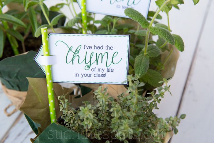 DIY teacher appreciation gift: Printable herb gift tags from Such the Spot