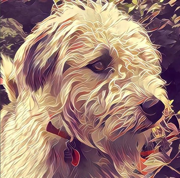 Prisma photo filters app: Photo by Wadeforit on Instagram