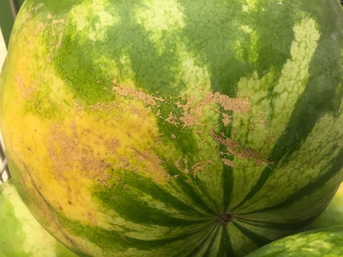 Tips for how to pick a watermelon that is perfectly ripe: What kind of webbing to look for | Photo © Kate Etue for Cool Mom Eats