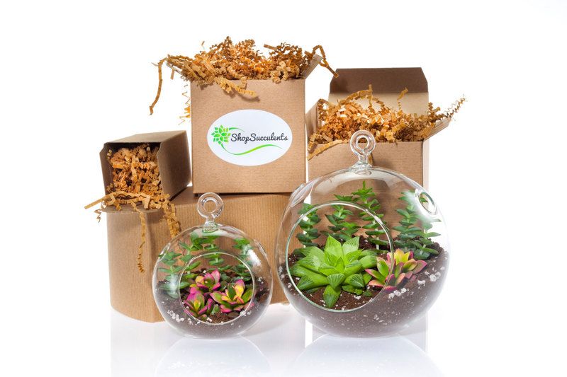 Last-minute Mother's Day gift ideas: Hanging Garden by Shop Succulents