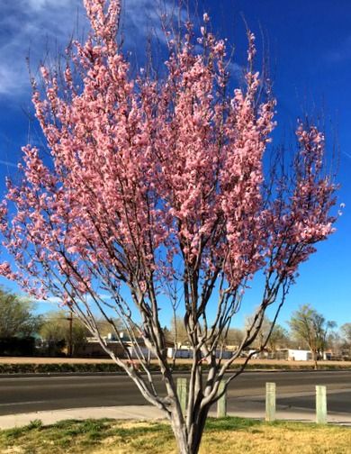 Mother's Day celebrations without Mom: Plant a Memorial Tree | Photo © Lexi Petronis