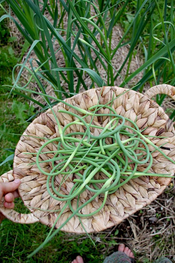 How to cook with garlic scapes and the other unfamiliar but fun veggies offered in community supported agriculture boxes | BuzzFeed